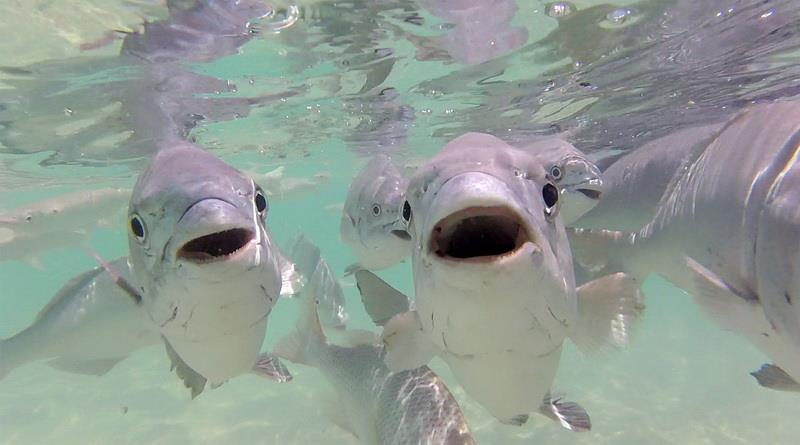 Ned's Beach (Neds Beach)