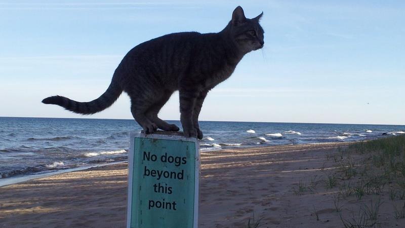 Cat Point