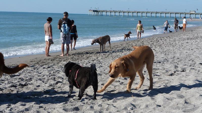 Brohard Beach and Paw Park