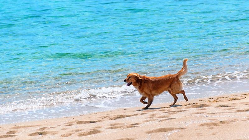 Brohard Beach and Paw Park