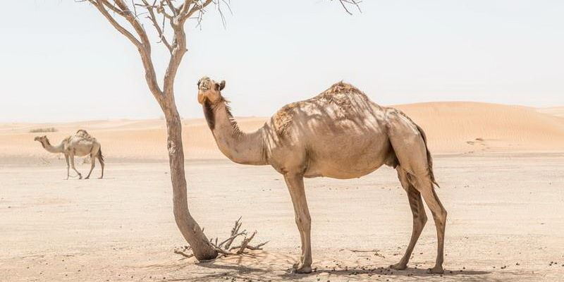 10 lines essay on camel image